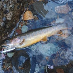 ダートマジックで尺イワナ ～九頭竜川水系～